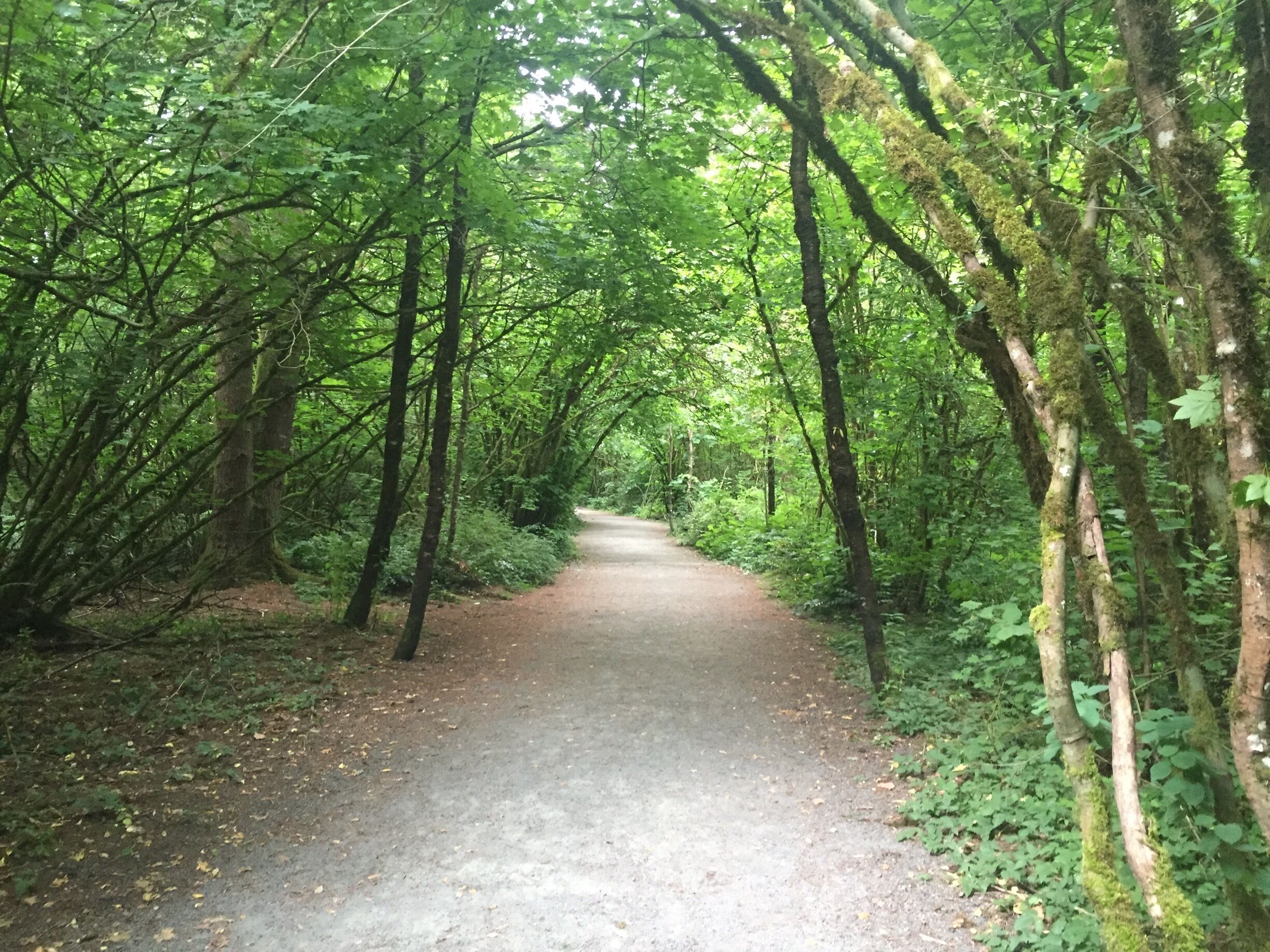 It was raining a bit when we pulled into the parking lot, however, the trees provided a canopy to protect us from the rain so we were able to stay dry and enjoy our walk.