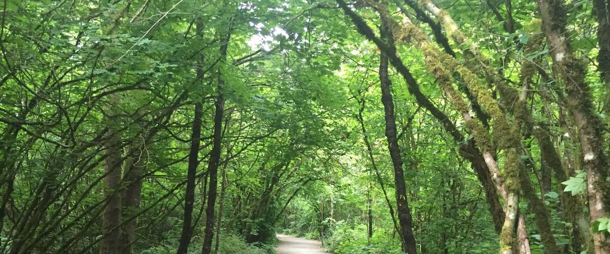 It was raining a bit when we pulled into the parking lot, however, the trees provided a canopy to protect us from the rain so we were able to stay dry and enjoy our walk.