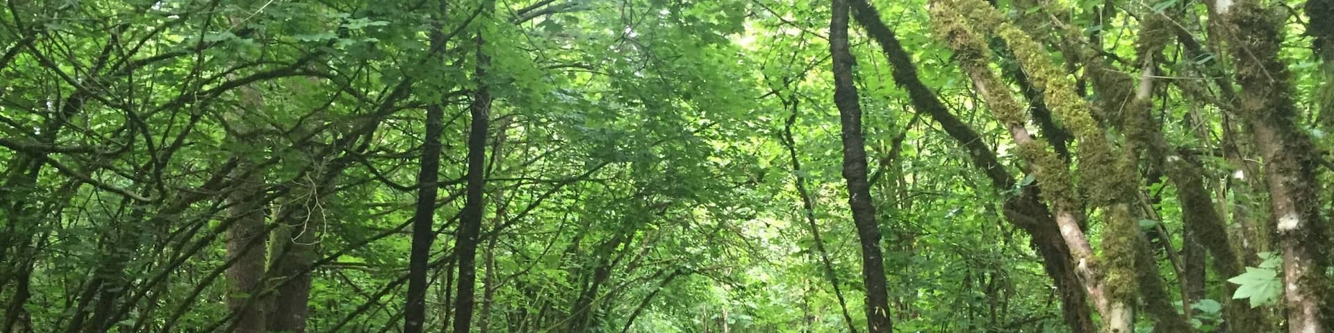 A forest path surrounded by dense green foliage.