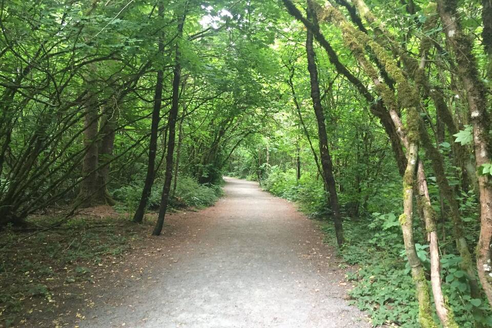 Un sendero en el bosque rodeado de frondosa vegetación verde.