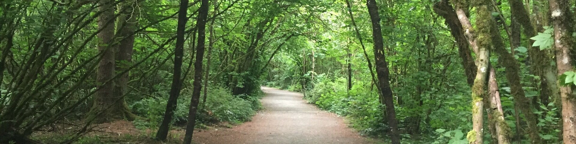 It was raining a bit when we pulled into the parking lot, however, the trees provided a canopy to protect us from the rain so we were able to stay dry and enjoy our walk.