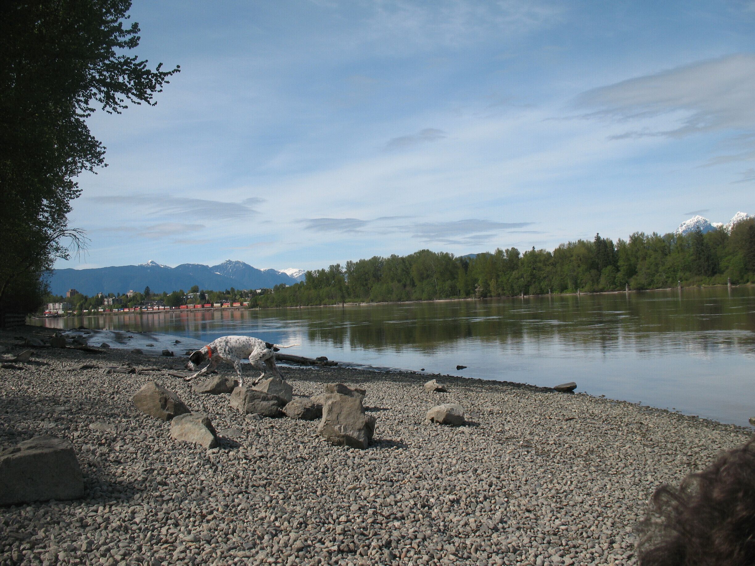 Looking North across the Fraser River to Kanaka Creek