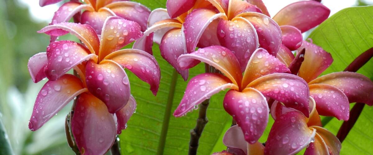 Plumeria from my garden taken after a midday shower.