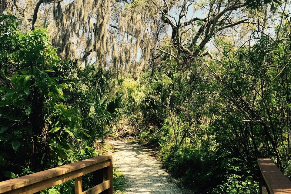 A wooden boardwalk through a forested area with Spanish moss hanging from trees.