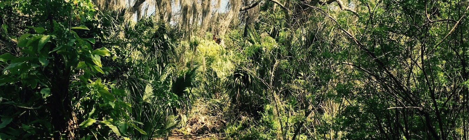 Bonner Nature Park has a couple short trails like this, but also a playground, turtle pond, fishing deck, and kayak rental. Spitting distance from Indian Rocks Beach, Fla. it's a great place to recharge if tourist traps and crowded beaches have you on edge. 
#florida #vacationspots