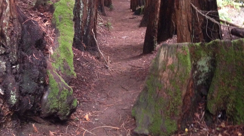 When this is right in your backyard! #rediscovering my home has been a small project I started since returning from abroad. The Marin area, just across the Golden Gate Bridge, offers many tucked away areas like this one, with great nature and hikes worth your time! #exploring #Marin #Larkspur #Home