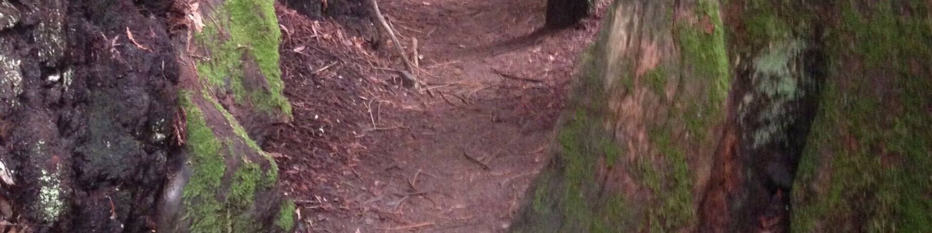 When this is right in your backyard! #rediscovering my home has been a small project I started since returning from abroad. The Marin area, just across the Golden Gate Bridge, offers many tucked away areas like this one, with great nature and hikes worth your time! #exploring #Marin #Larkspur #Home
