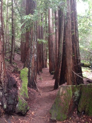 When this is right in your backyard! #rediscovering my home has been a small project I started since returning from abroad. The Marin area, just across the Golden Gate Bridge, offers many tucked away areas like this one, with great nature and hikes worth your time! #exploring #Marin #Larkspur #Home