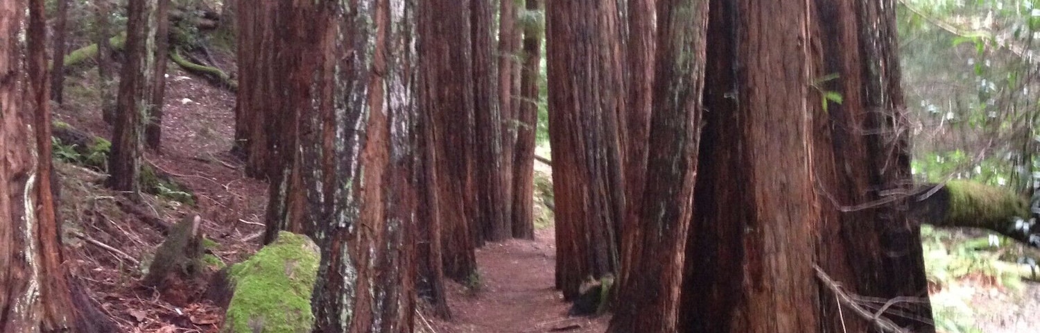 When this is right in your backyard! #rediscovering my home has been a small project I started since returning from abroad. The Marin area, just across the Golden Gate Bridge, offers many tucked away areas like this one, with great nature and hikes worth your time! #exploring #Marin #Larkspur #Home