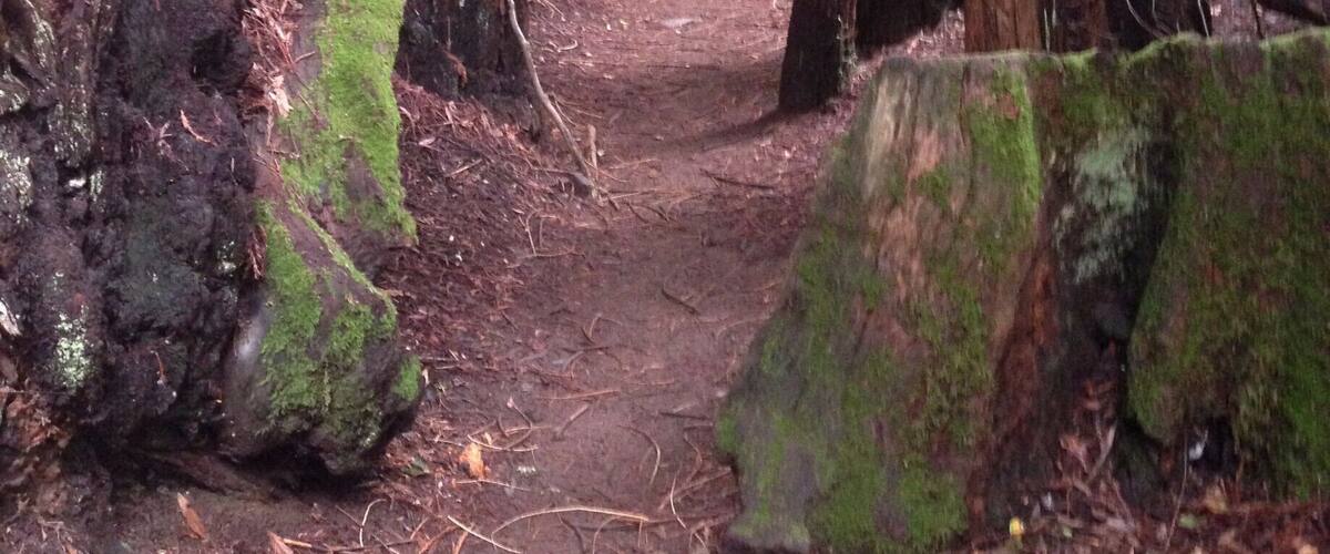 A forested trail with tall trees and moss-covered rocks.