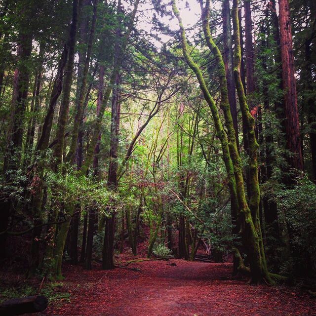 In search of waterfalls during our morning hike with @tindy93 #larkspur #baltimorecanyonpreserve #marin  #california @bobblelove @refinery29 #endthetrendcontest