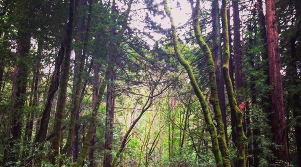In search of waterfalls during our morning hike with @tindy93 #larkspur #baltimorecanyonpreserve #marin #california @bobblelove @refinery29 #endthetrendcontest