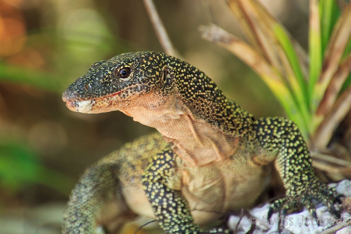 A Western Pacific monitor lizard.

We have dived on the dive spots around the Fam islands and had our lunch breack on a small island. The island is known by the locals as Komodo Island because of the many lizards, that are calling it their home.

More on the daytrip on: http://www.swissnomads.com/2015/10/daytrip-in-raja-ampat/