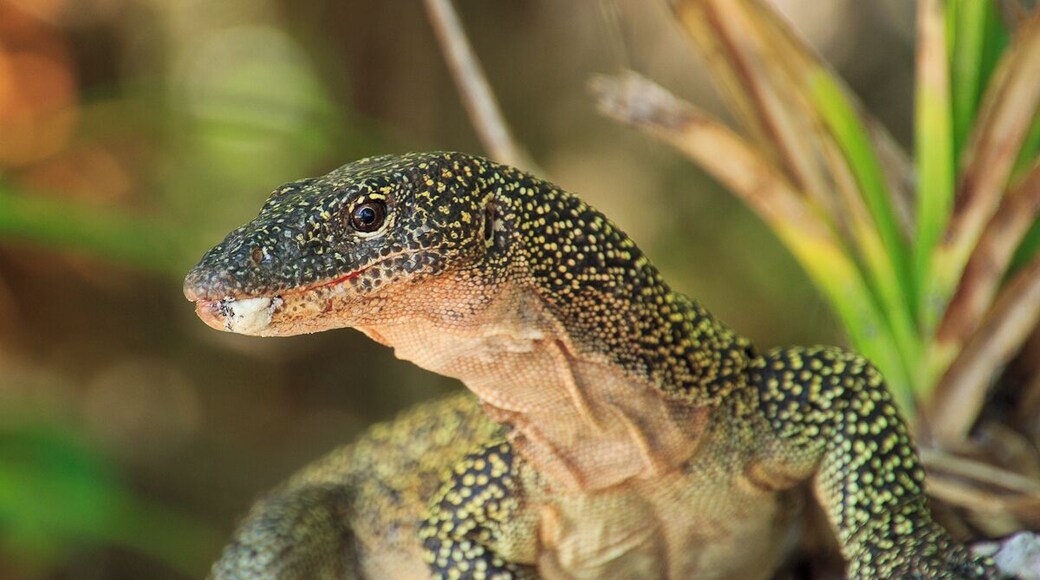 A Western Pacific monitor lizard.
We have dived on the dive spots around the Fam islands and had our lunch breack on a small island. The island is known by the locals as Komodo Island because of the many lizards, that are calling it their home.
More on the daytrip on: http://www.swissnomads.com/2015/10/daytrip-in-raja-ampat/