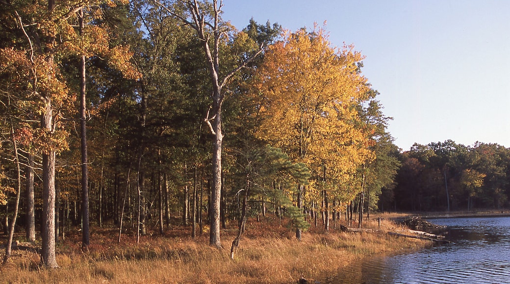 Fall colors in wetlands at the Patuxent National Wildlife Research Refuge Laurel Maryland