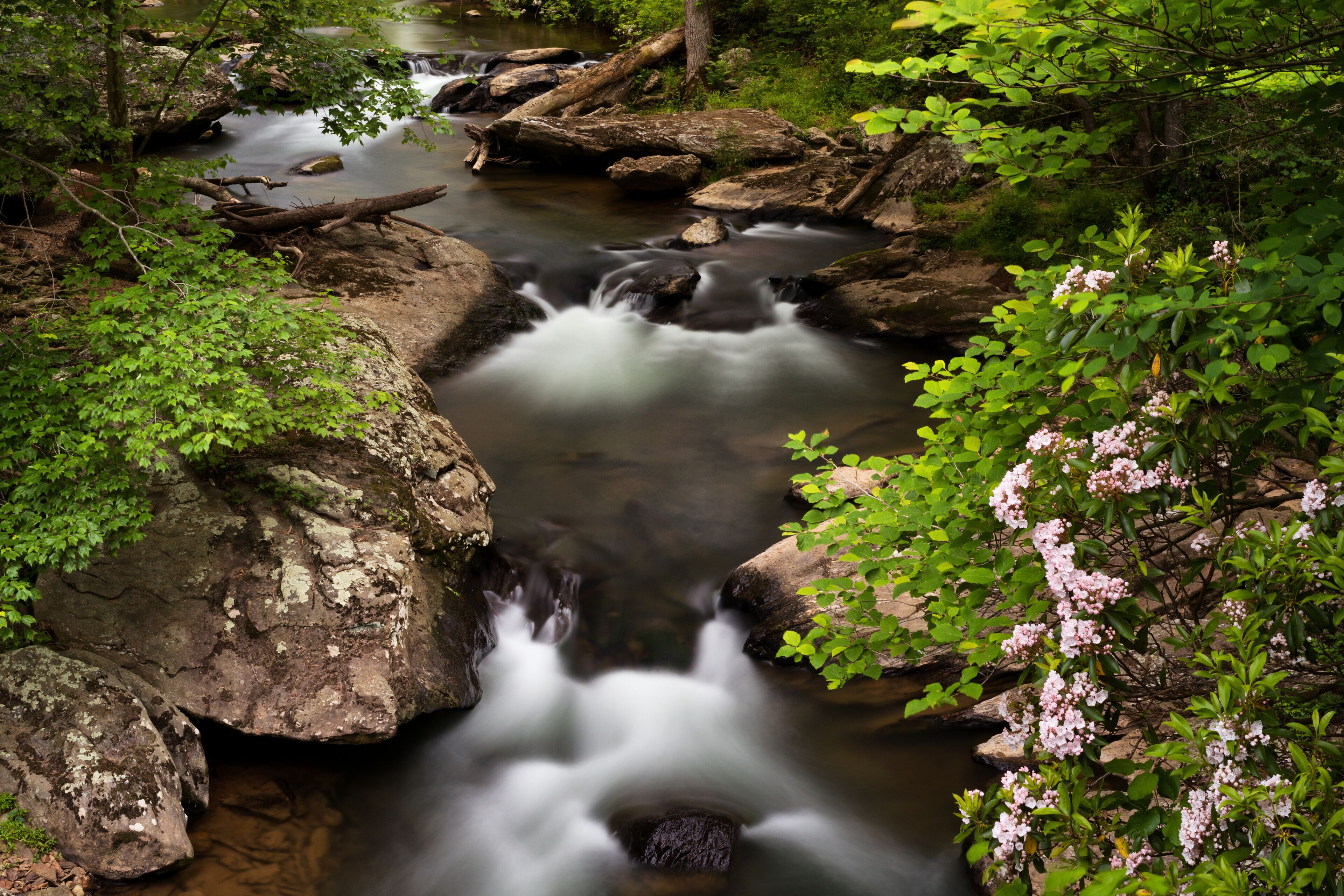 Cliffs along Deer Creek with rushing water and spring Mountain Laurel Flowers.