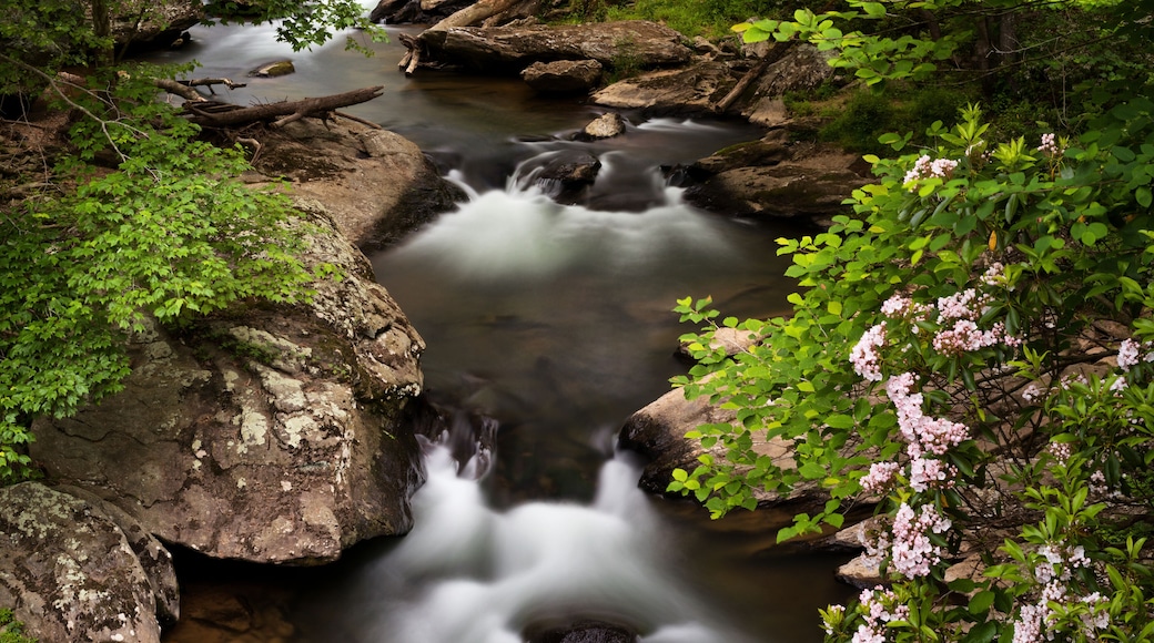 Cliffs along Deer Creek with rushing water and spring Mountain Laurel Flowers.