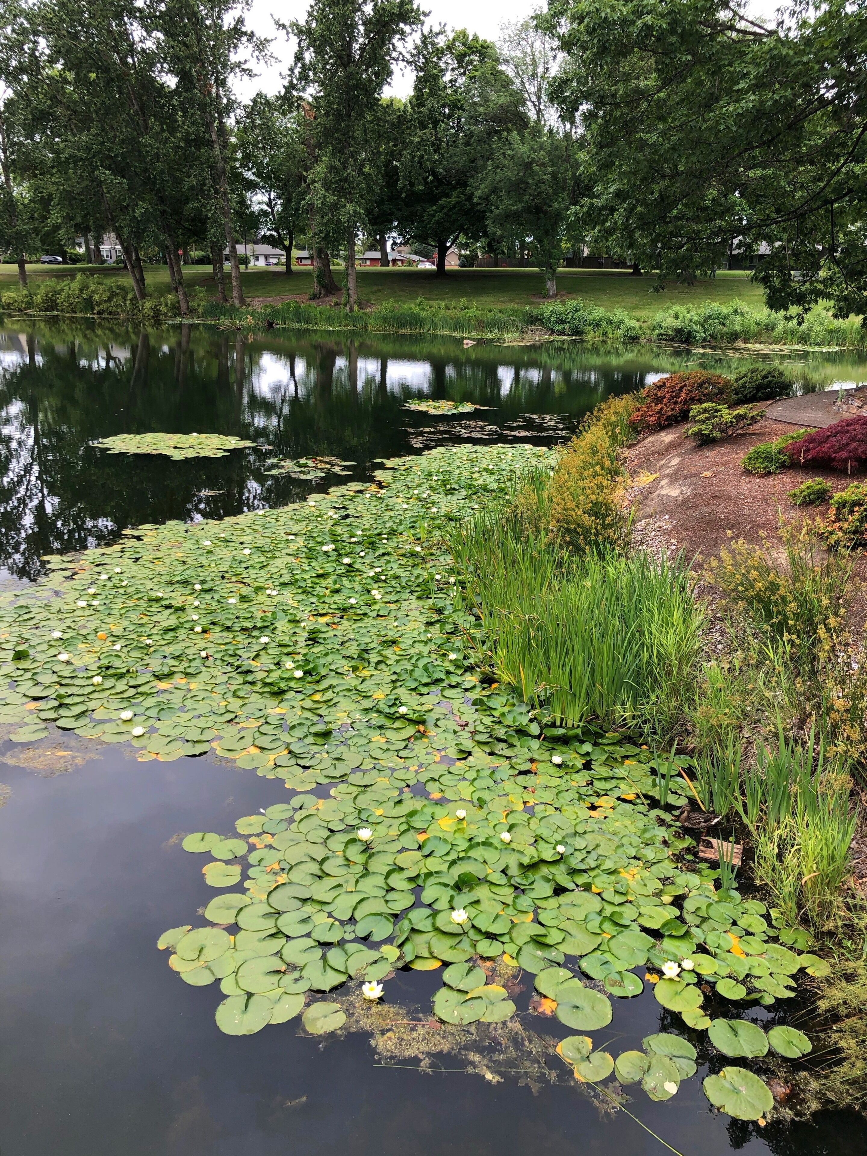 A pond with lily pads and water lilies surrounded by greenery and trees.