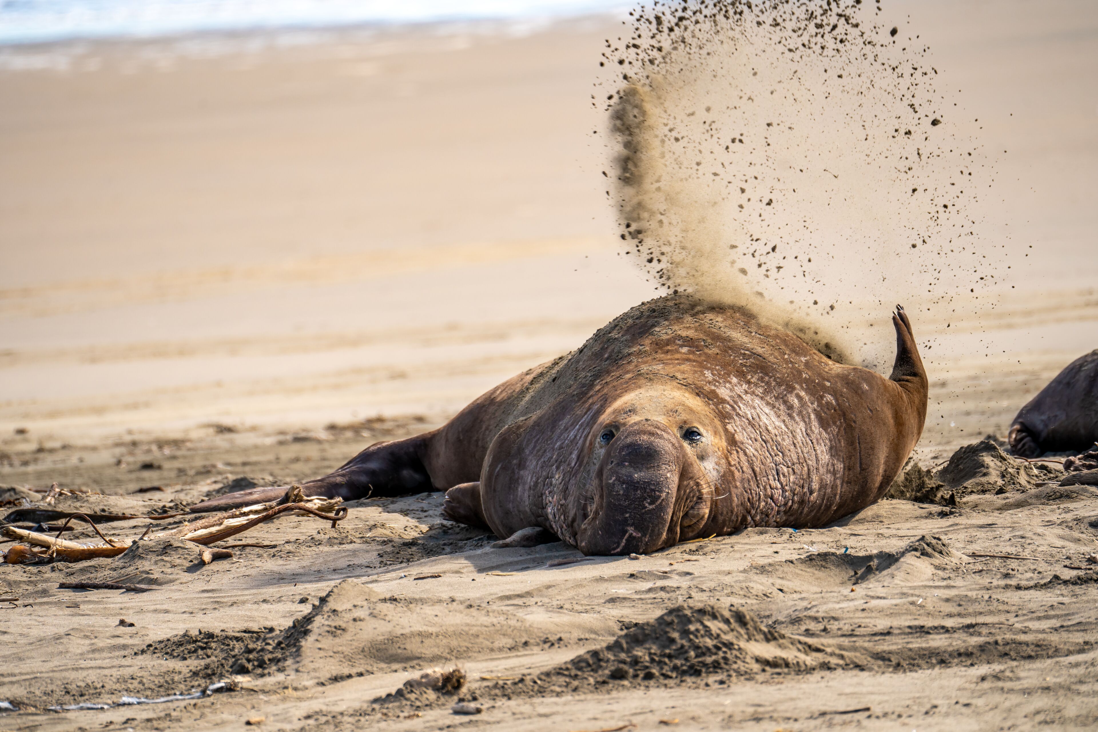 A male elephant seal covers himself with sand, Drakes Beach, California