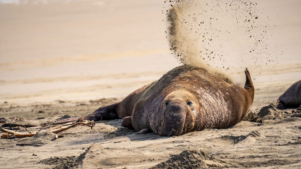 A walrus on a sandy beach with its head raised, surrounded by sand and debris.