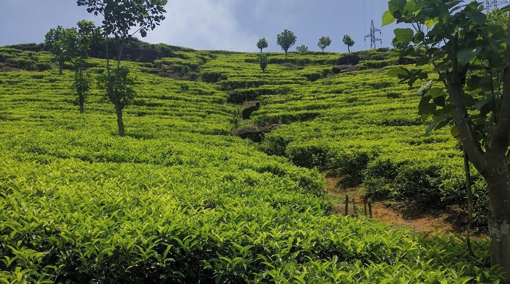 Tea plantation at the Knuckles mountain, during my trek with Nipuna, the best tour guide around Kandy, Sri Lanka.