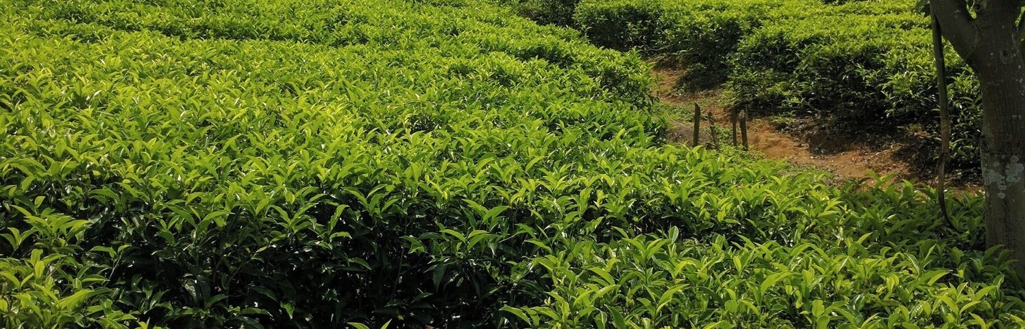 Tea plantation at the Knuckles mountain, during my trek with Nipuna, the best tour guide around Kandy, Sri Lanka.