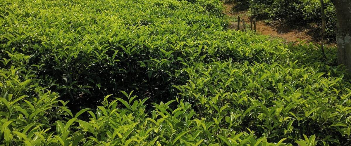 A lush tea plantation with rows of tea bushes under a clear sky.