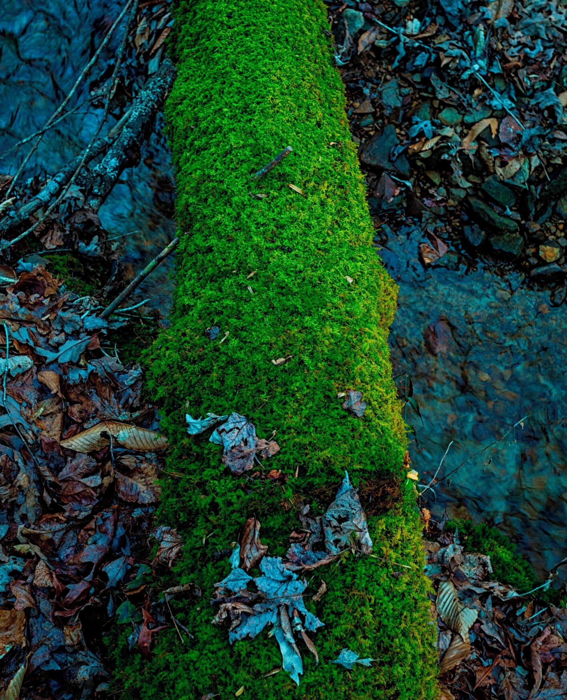 Continuing my trend to leave a hour early and explore a place I haven't stopped at before I decided to find Van Hook Falls. So I found the trailhead, at the intersection of 1193 and 192. What the trailhead doesn't tell you is you need to cross the street and take that trailhead. The large sign I read made it look like I was heading the right way. So, if you stop, make sure to cross the street. 

I wasn't disappointed, it was a great hike. I hiked about 2.5 miles in and found a lake. I also was hiking next to streams the entire way. I was hoping to find something pretty for sunset, but it didn't pan out and I wanted to get back to my car, it was 27 degrees after all. 