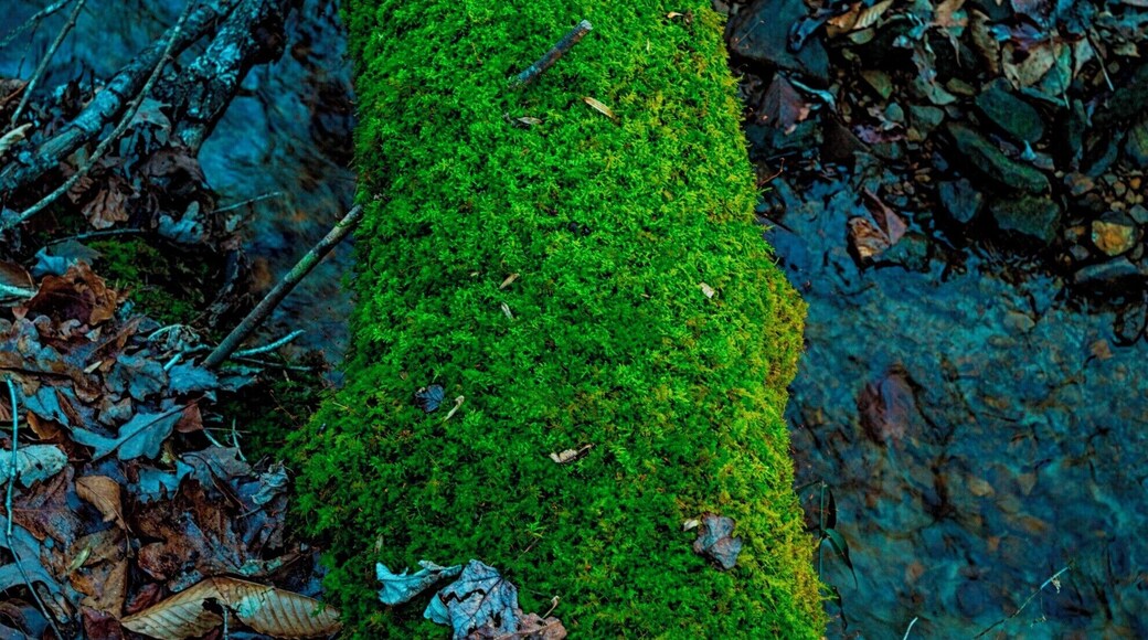 Continuing my trend to leave a hour early and explore a place I haven't stopped at before I decided to find Van Hook Falls. So I found the trailhead, at the intersection of 1193 and 192. What the trailhead doesn't tell you is you need to cross the street and take that trailhead. The large sign I read made it look like I was heading the right way. So, if you stop, make sure to cross the street.
I wasn't disappointed, it was a great hike. I hiked about 2.5 miles in and found a lake. I also was hiking next to streams the entire way. I was hoping to find something pretty for sunset, but it didn't pan out and I wanted to get back to my car, it was 27 degrees after all.