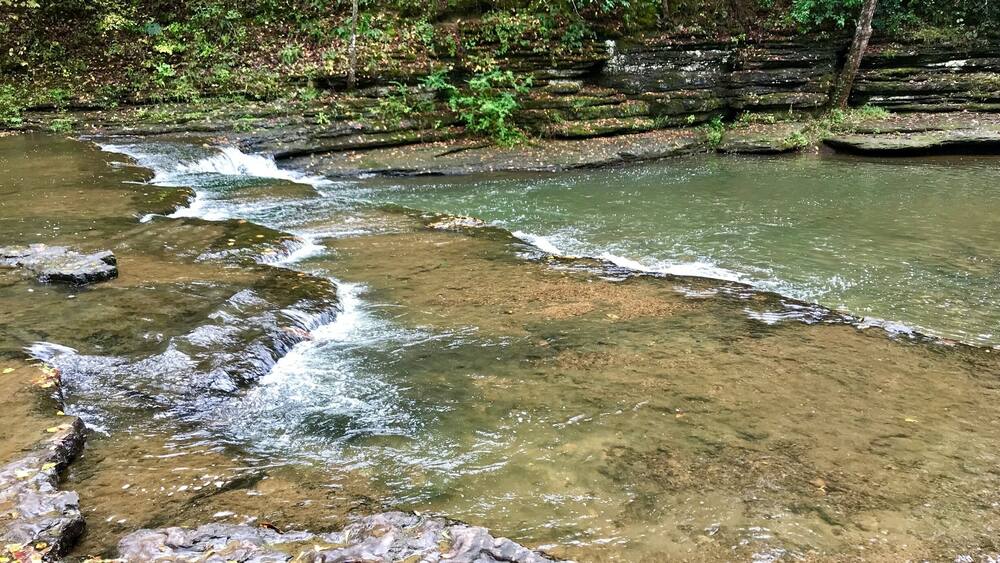A clear stream flowing over rocks with surrounding dense forest.