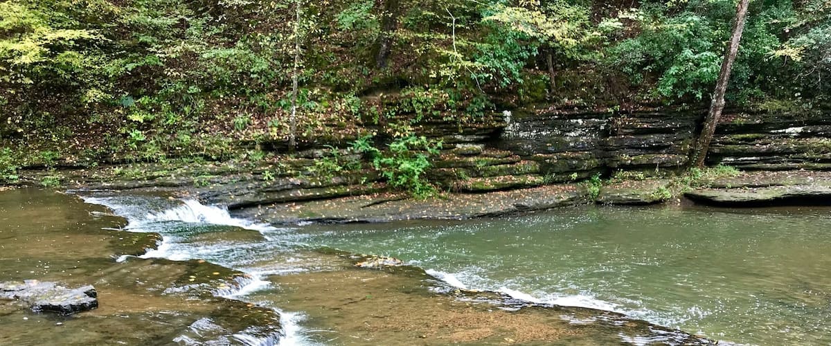A clear stream flowing over rocks with surrounding dense forest.