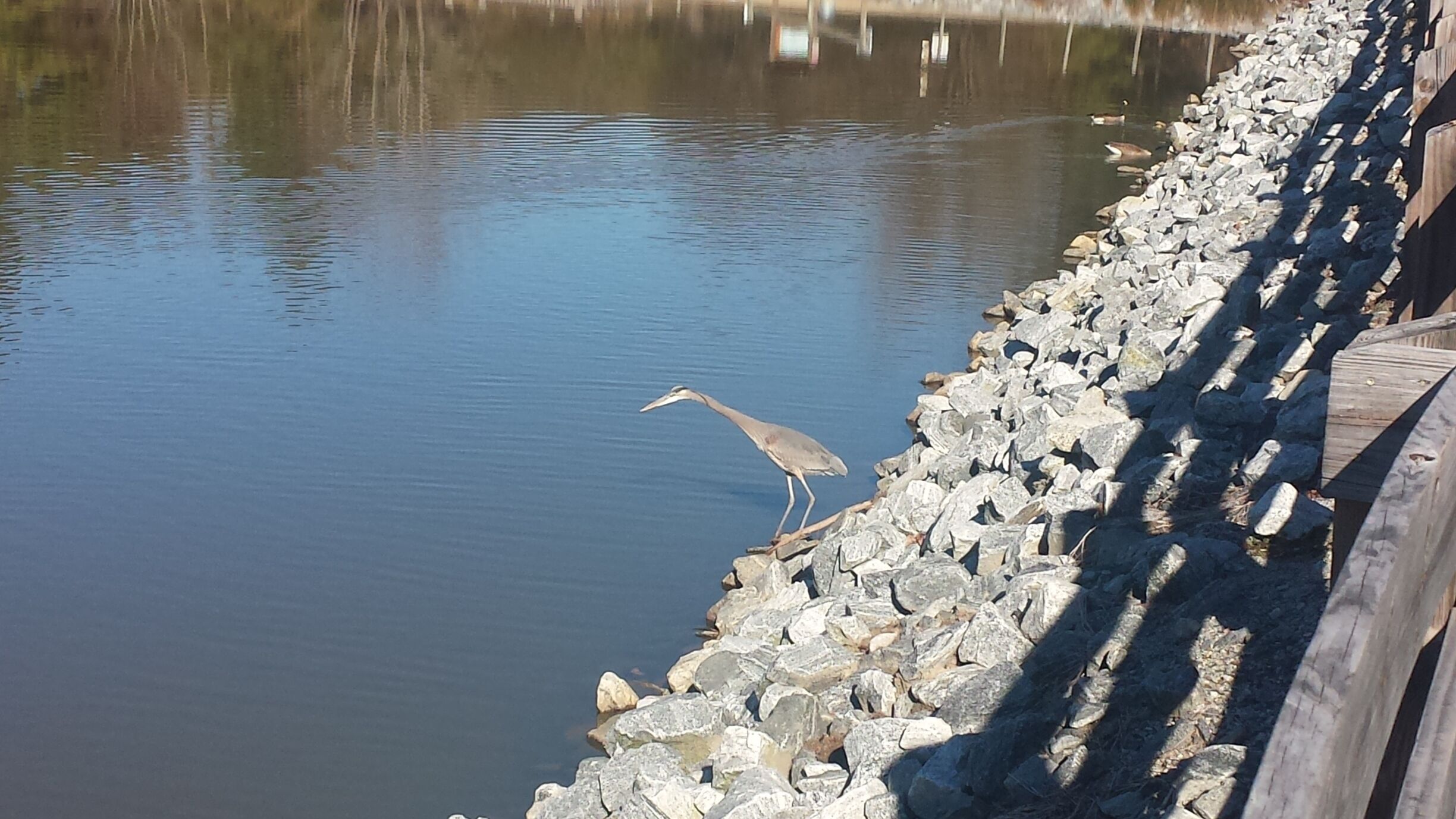 Nice park perfect for jogging or taking a relaxing bike ride. Higher traffic around afternoon hours. 