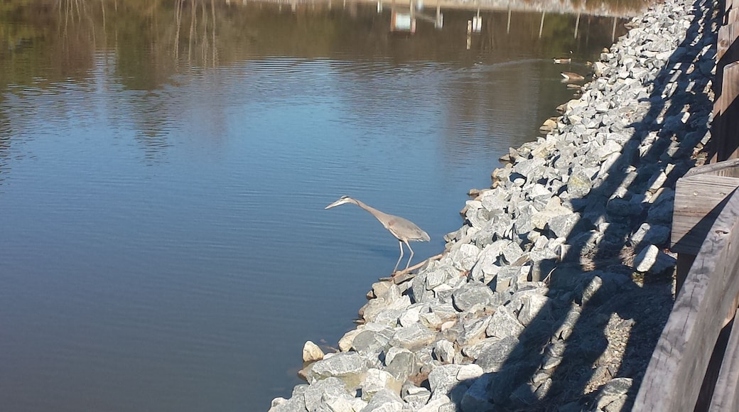 Nice park perfect for jogging or taking a relaxing bike ride. Higher traffic around afternoon hours.