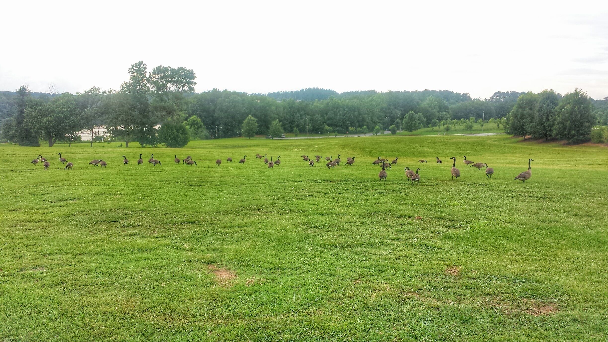 The park residents enjoying some grass.