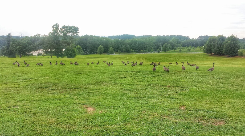 The park residents enjoying some grass.
