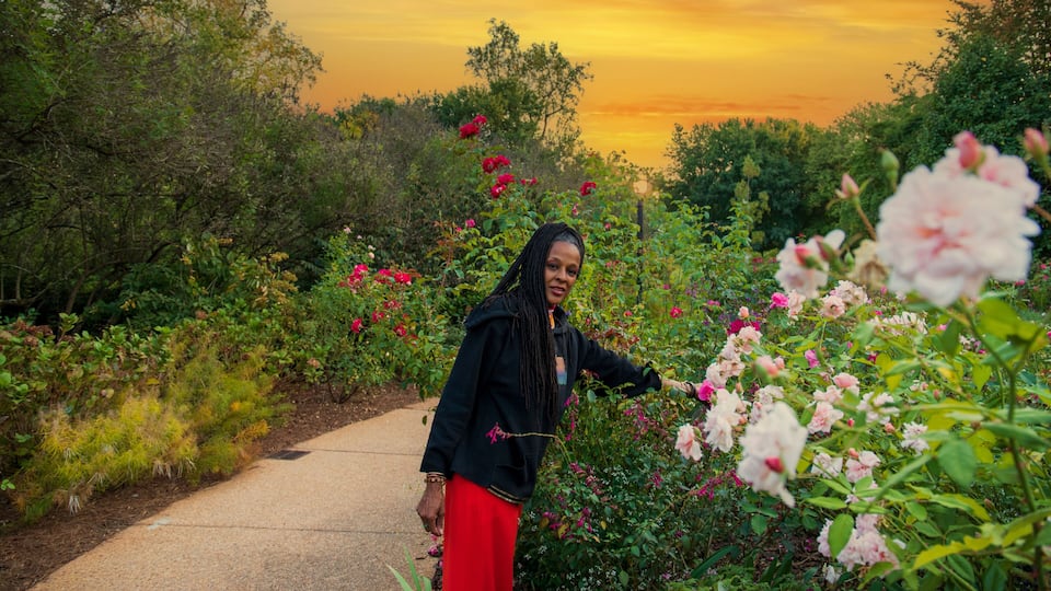 A garden with a variety of flowers and a path.