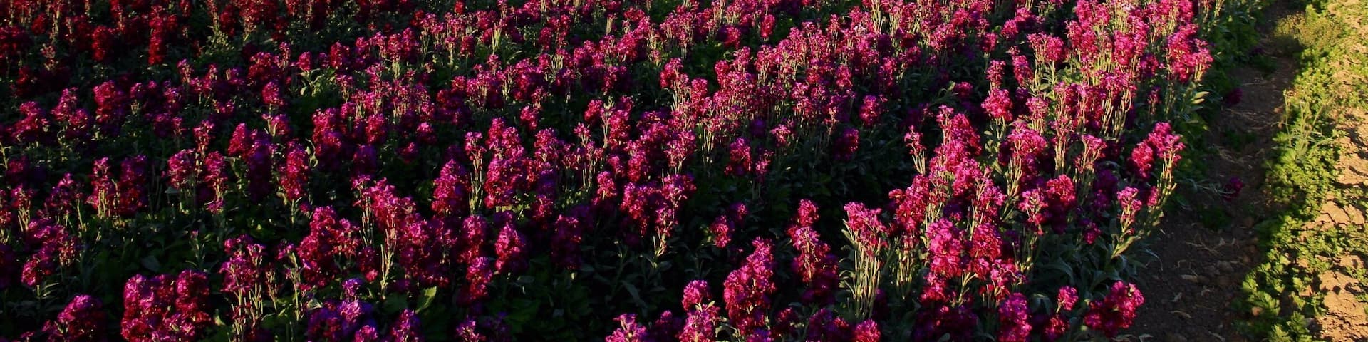 Flower fields along W. Ocean Ave. towards Surf Beach.