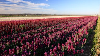 Flower fields along W. Ocean Ave. towards Surf Beach.
