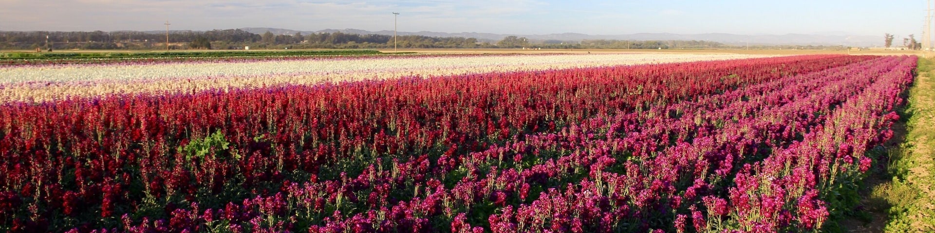 Flower fields along W. Ocean Ave. towards Surf Beach.