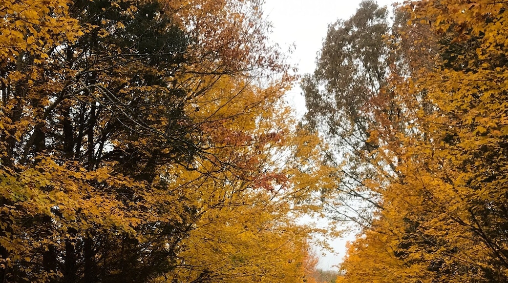 Fall colors!