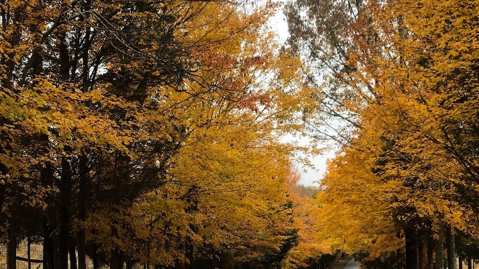 A road flanked by trees with autumn foliage.