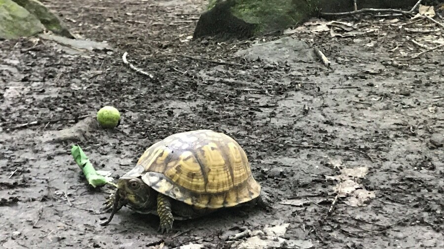 Just a little turtle at Cedars of Lebanon