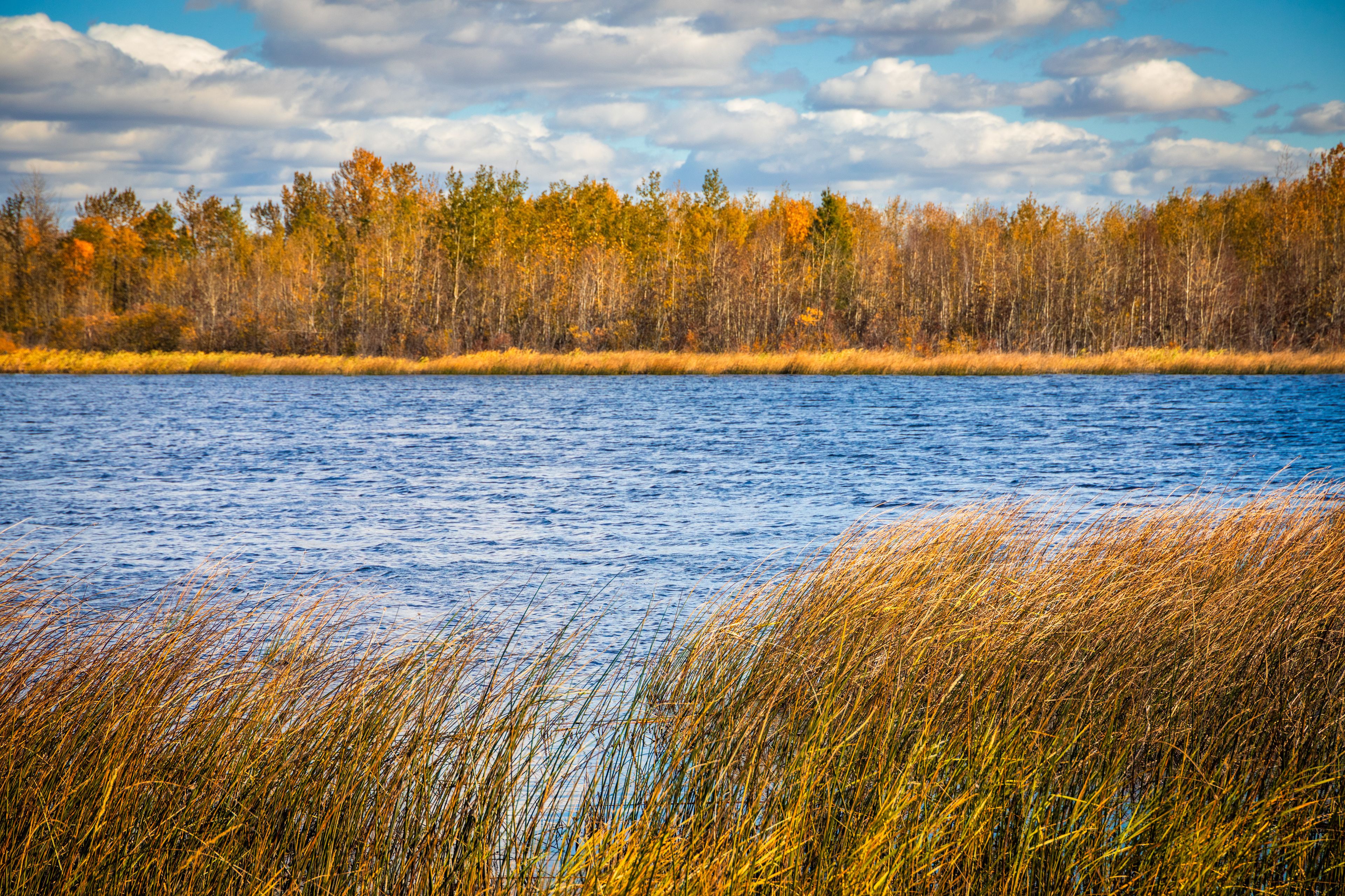 A blue lake with yellow grasses in Central Alberta