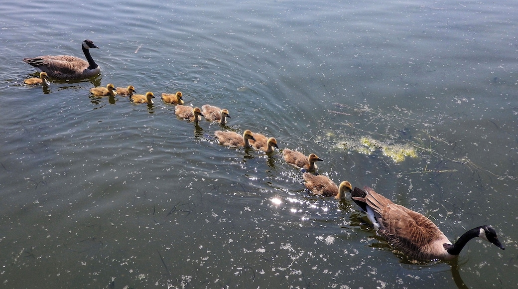 Canada geese at Telford Lake (May 2019)
#Nature #MyBackyard