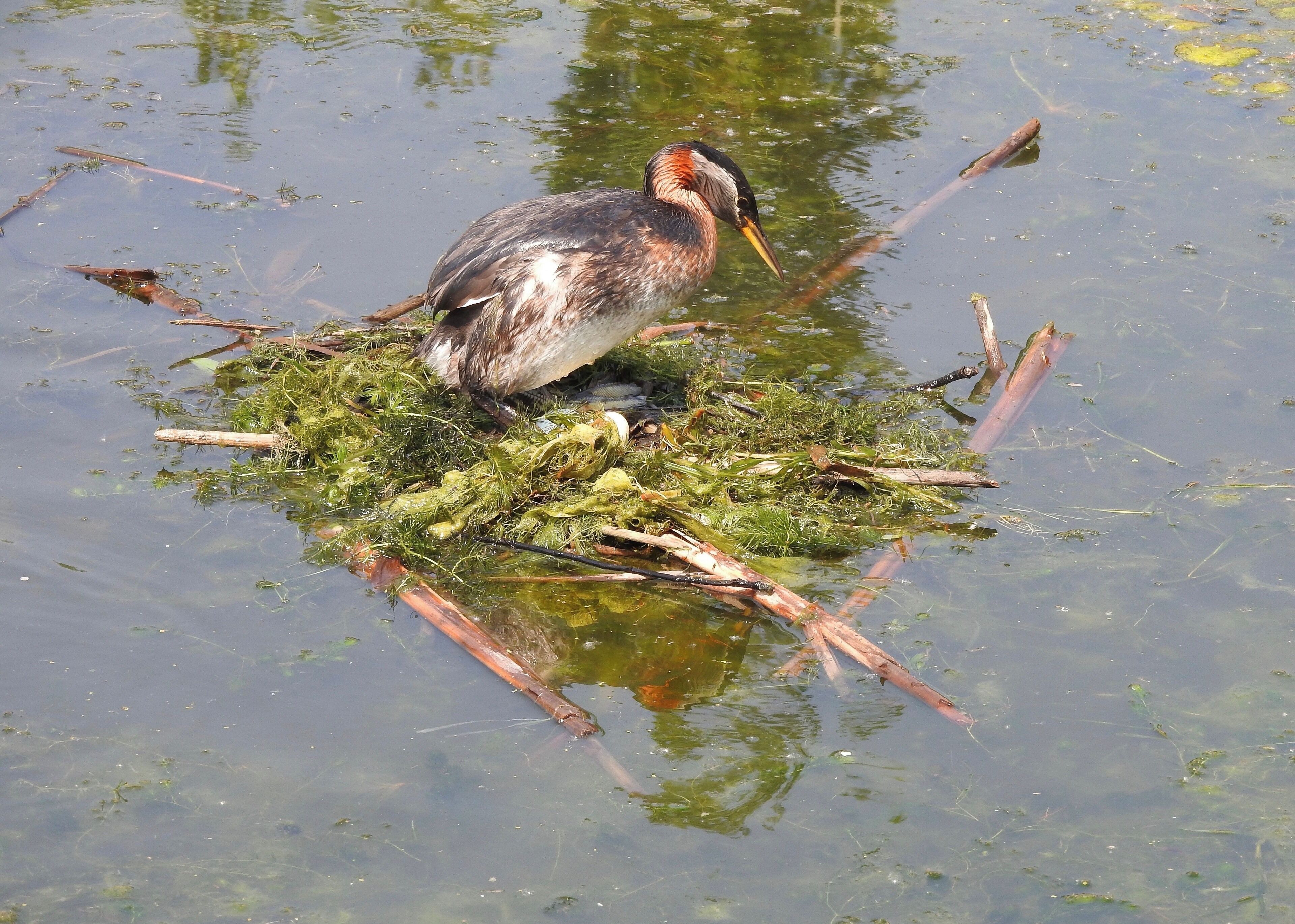 This is a breeding adult of the Red-necked Grebe. The grebes build up nests on floating masses of vegetation and breed in shallow freshwater lakes and marshes, such as Telford Lake in Leduc, Alberta. See the eggs?

#Nature #MyBackyard
