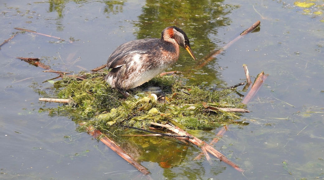 This is a breeding adult of the Red-necked Grebe. The grebes build up nests on floating masses of vegetation and breed in shallow freshwater lakes and marshes, such as Telford Lake in Leduc, Alberta. See the eggs?
#Nature #MyBackyard