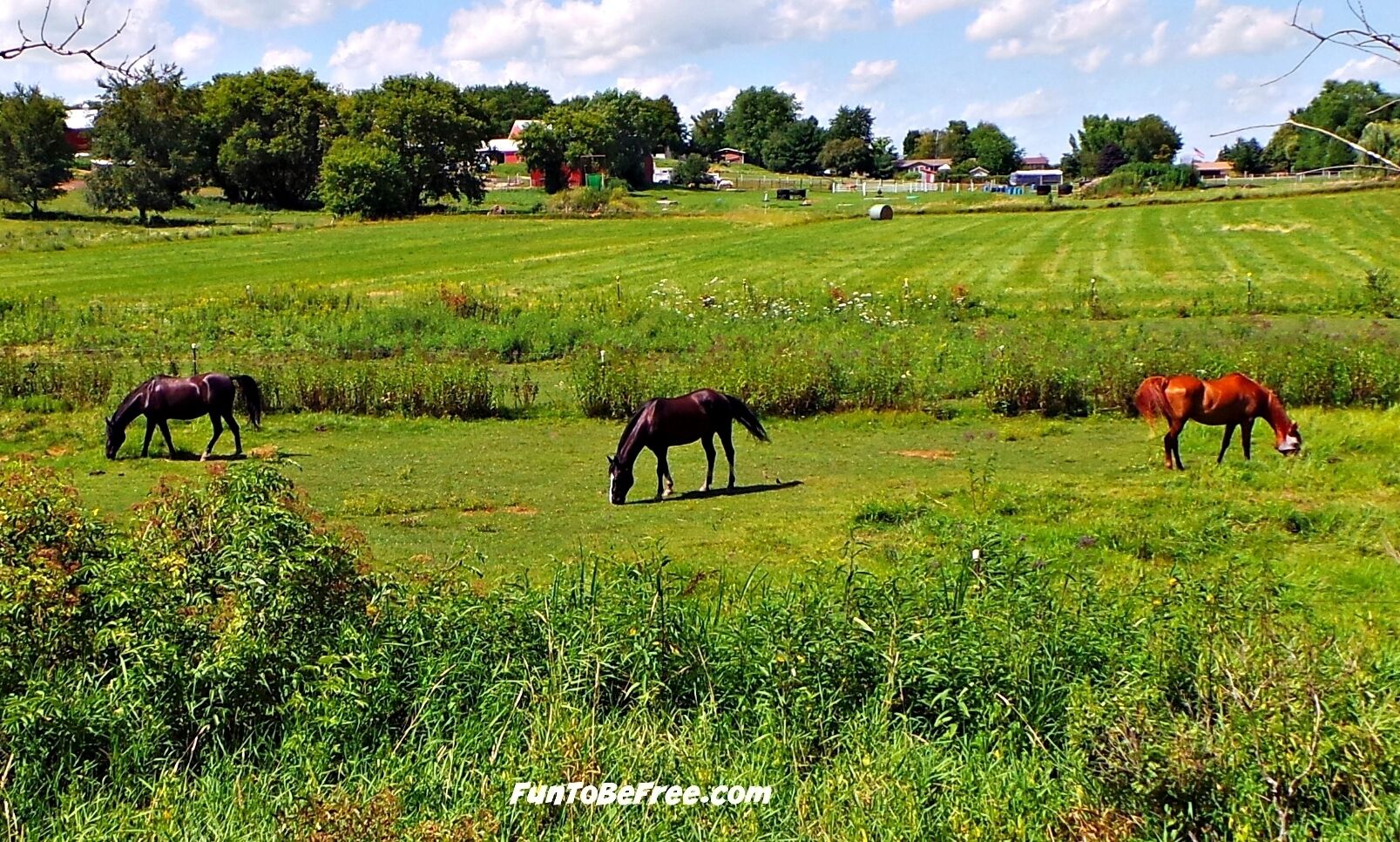 Just Horsing On the #‎GlacialDrumlinTrail‬ Great trail for ‪#‎Hiking‬ & ‪#‎Biking‬ ‪#‎WeekendGetAway‬ Part of my South Central Wisconsin album on Facebook.