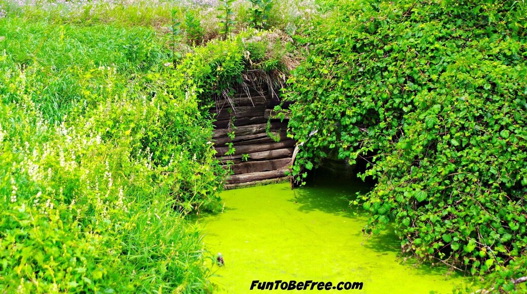 On the #GlacialDrumlinTrail if you take your time you see some interesting finds. Like this old bridge overgrown by #Nature.
Great trail for #Hiking & #Biking #WeekendGetAway Part of my South Central Wisconsin album on Facebook.
