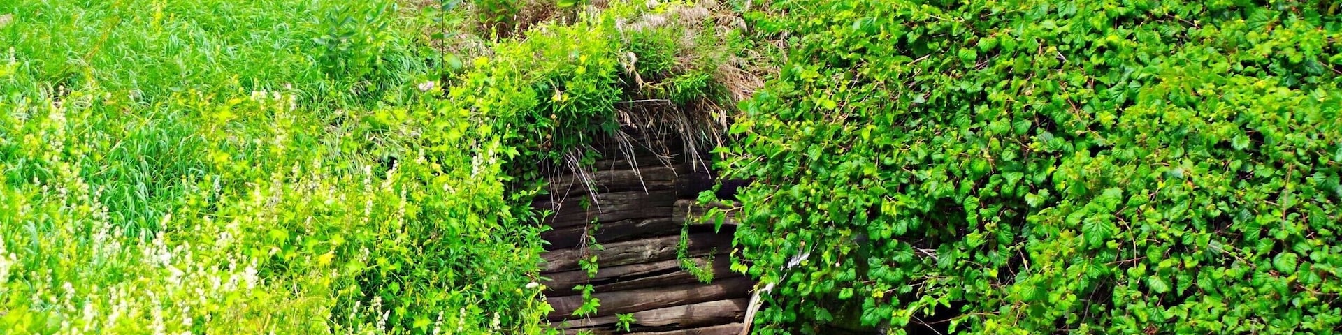 On the #GlacialDrumlinTrail if you take your time you see some interesting finds. Like this old bridge overgrown by #Nature.
Great trail for #Hiking & #Biking #WeekendGetAway Part of my South Central Wisconsin album on Facebook.