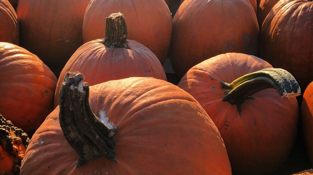 Love this time of year ❤️